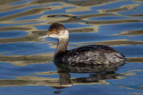 Aves aquáticas - Tipos, características, nomes e exemplos -