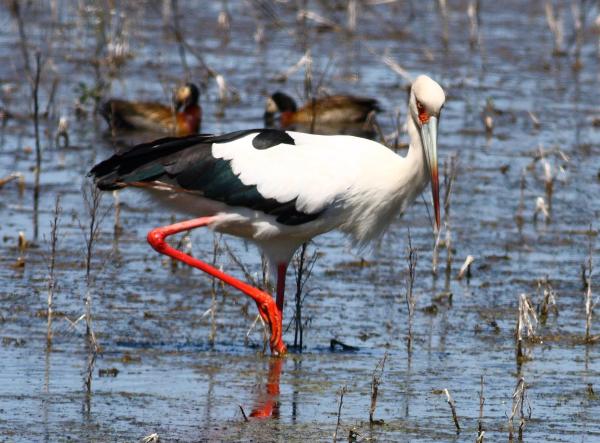 Aves aquáticas - Tipos, características, nomes e exemplos -