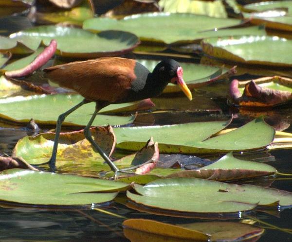 Aves aquáticas - Tipos, características, nomes e exemplos -