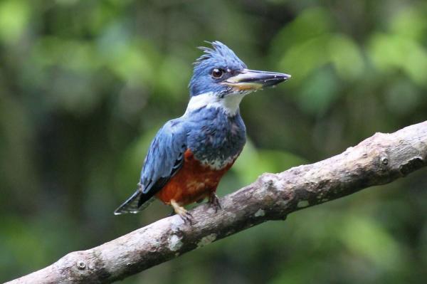 Aves aquáticas - Tipos, características, nomes e exemplos -