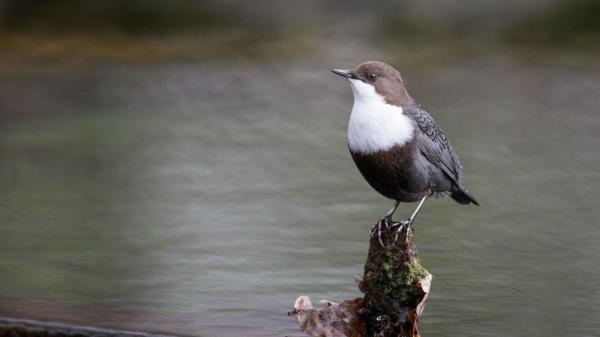 Aves aquáticas - Tipos, características, nomes e exemplos -