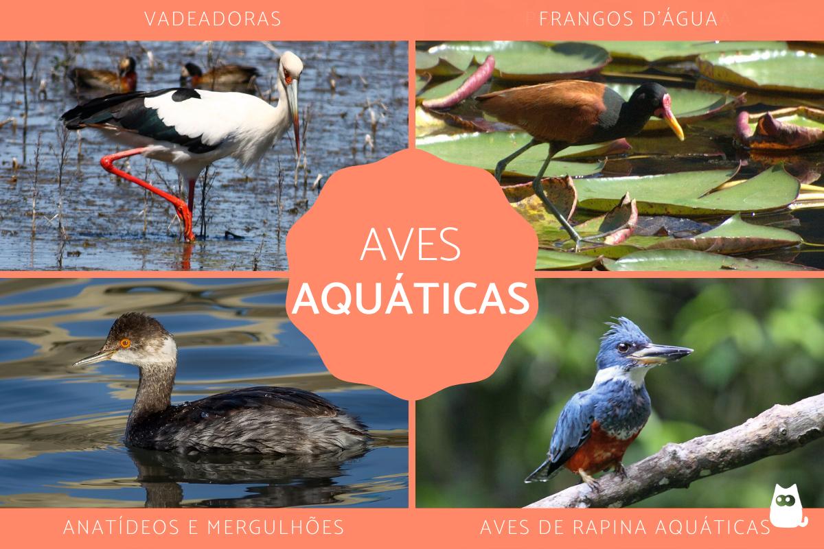 Aves aquáticas - Tipos, características, nomes e exemplos