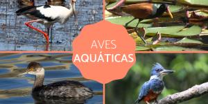 Aves aquáticas - Tipos, características, nomes e exemplos