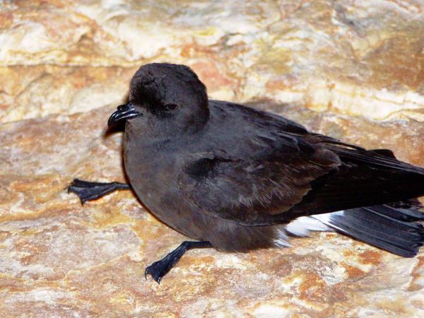 Aves aquáticas - Tipos, características, nomes e exemplos - Nomes e exemplos de aves aquáticas