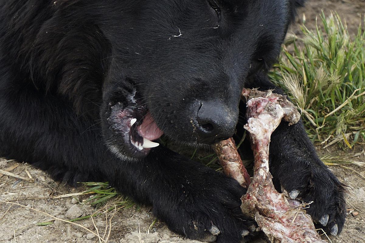 O estômago do cachorro digere osso?