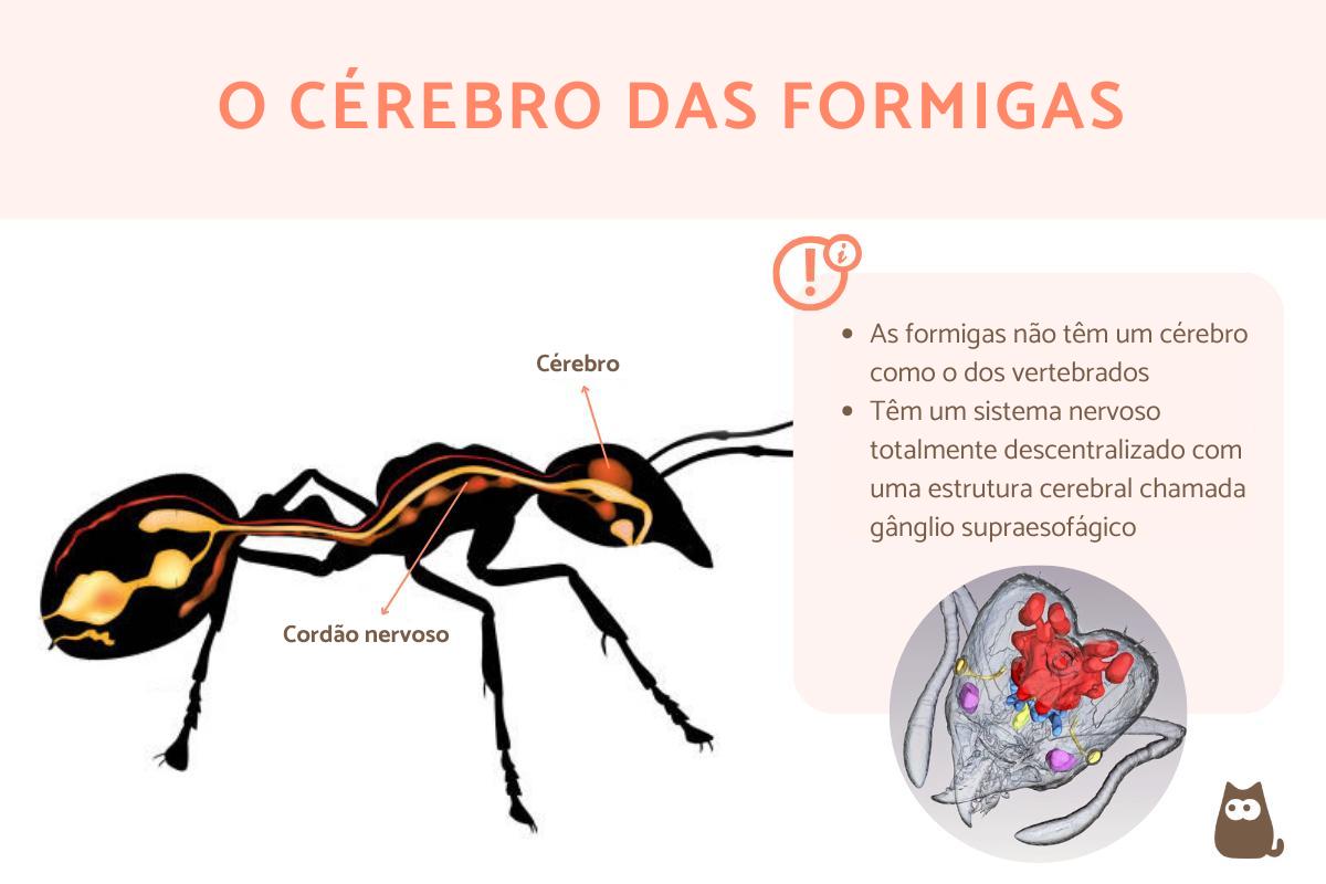 Formiga tem cérebro?