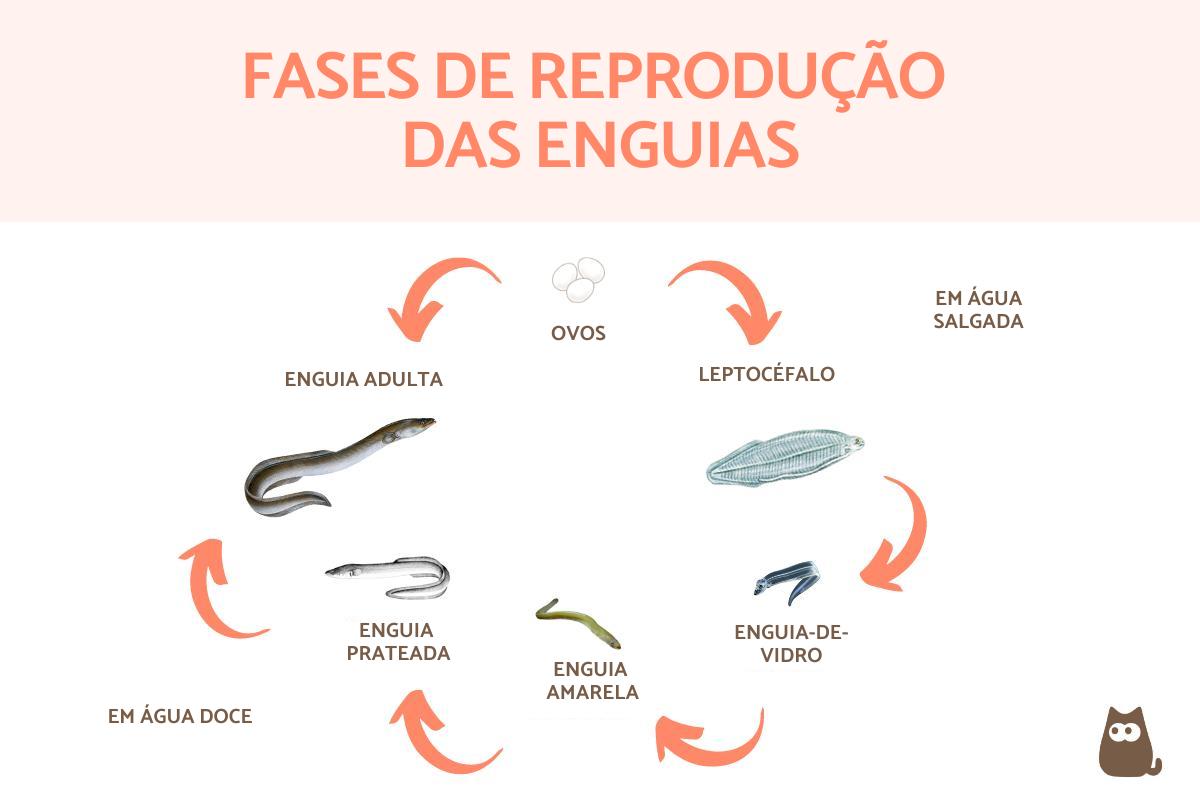 Como as enguias se reproduzem?