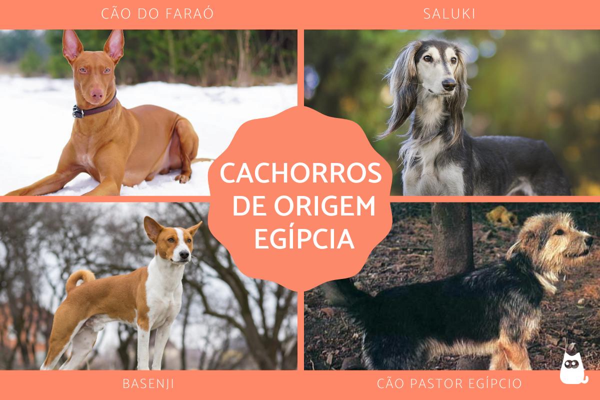 Raças de cachorros egípcios