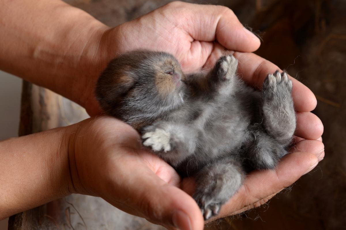 Como saber se o meu coelho é macho ou fêmea?