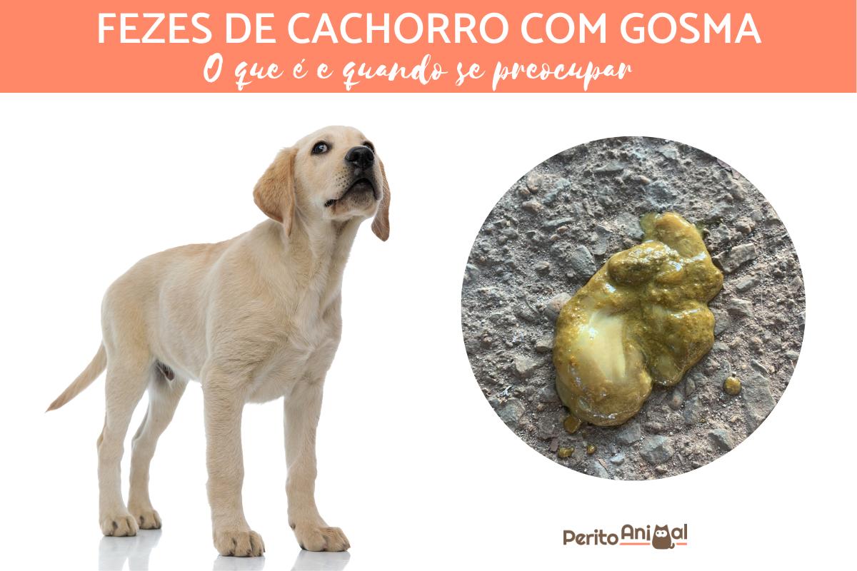 Fezes de cachorro com gosma - Causas e tratamentos