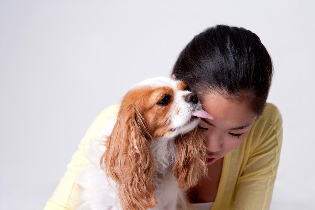 O que o cachorro sente quando vê o dono chorando