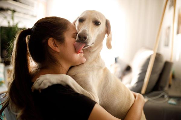 O que o cachorro sente quando vê o dono chorando - Por que meu cachorro lambe minhas lágrimas quando choro?