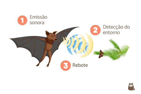 Morcegos são cegos? - Como os morcegos enxergam?