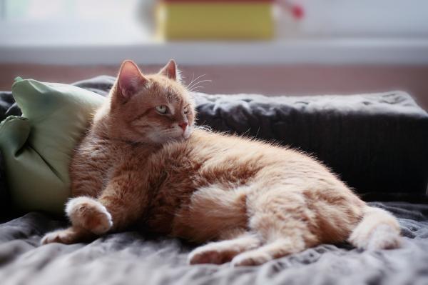 O que significa quando um gato se aproxima de você - Cores dos gatos e espiritualidade