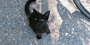 O que significa quando um gato se aproxima de você
