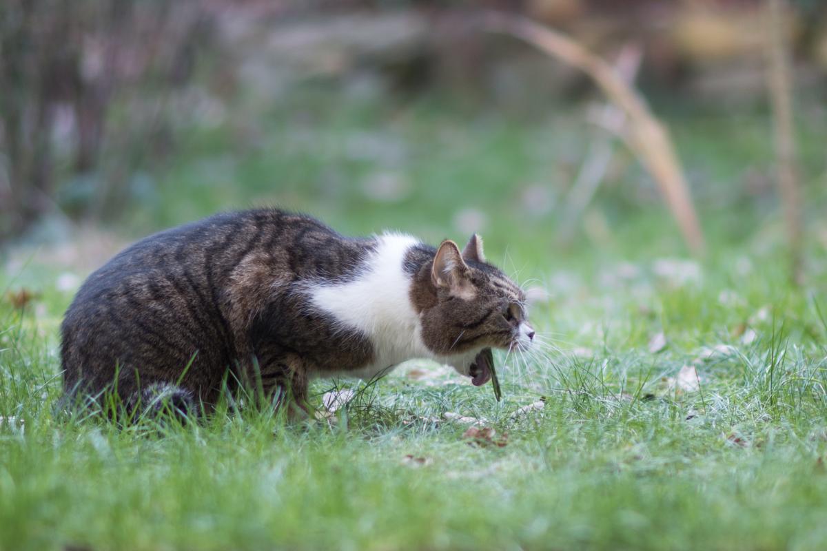 Meu gato está com ânsia de vômito mas não vomita - Causas