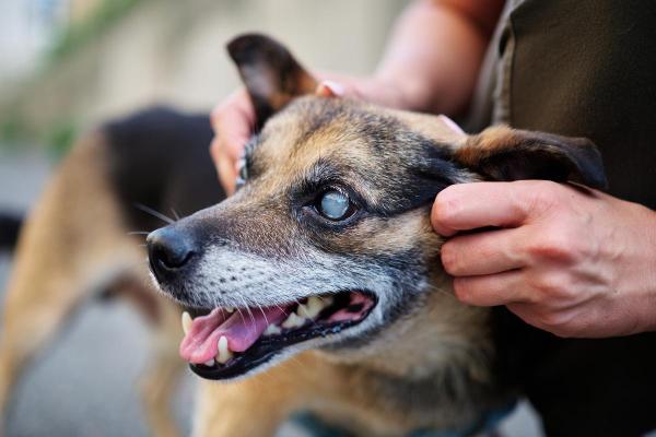 Cães cegos sofrem? - Por que um cão cego pode sofrer?