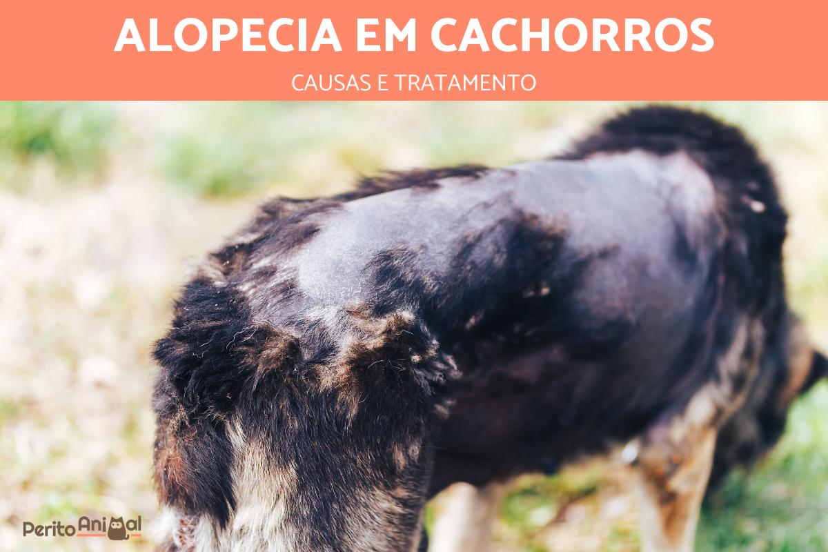 Alopecia em cachorros - Causas e tratamento