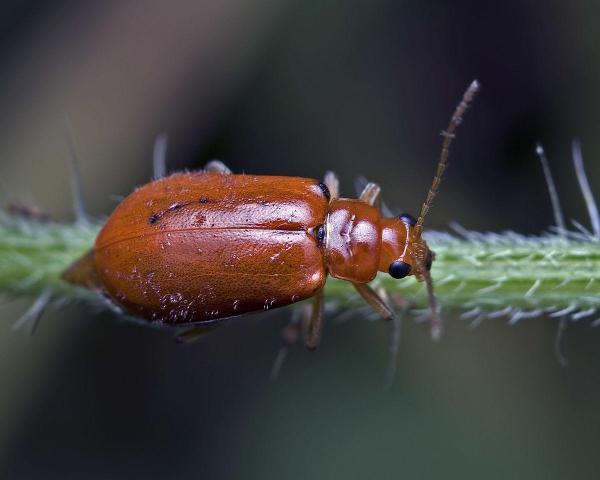 Insetos que parecem joaninha - Aulacophora foveicollis