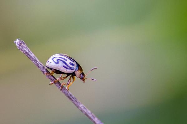 Insetos que parecem joaninha - Calligrapha exclamationis