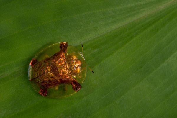 Insetos que parecem joaninha - Charidotella sexpunctata