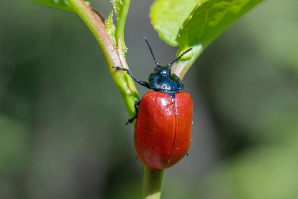 Insetos que parecem joaninha - Chrysomela populi