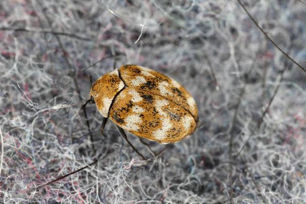 Insetos que parecem joaninha - Gorgulho-dos-tecidos (Anthrenus verbasci)