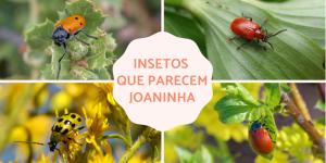 Insetos que parecem joaninha