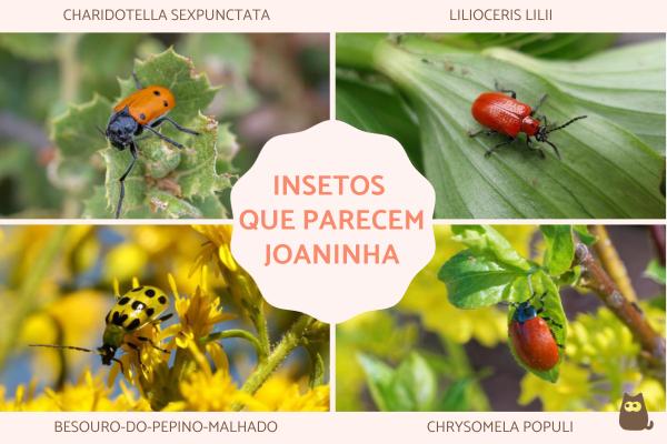 Insetos que parecem joaninha