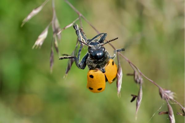 Insetos que parecem joaninha - Lachnaia sexpunctata