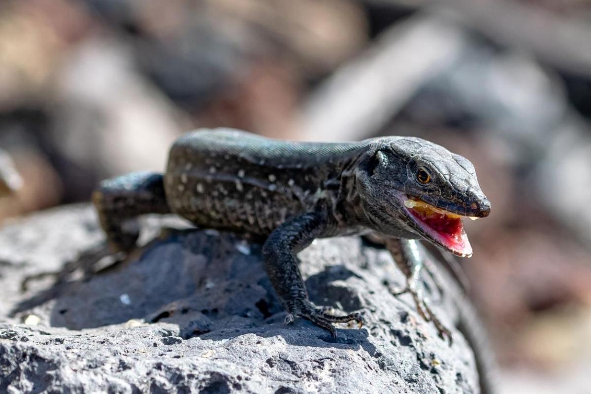 Lagartixa tem veneno?