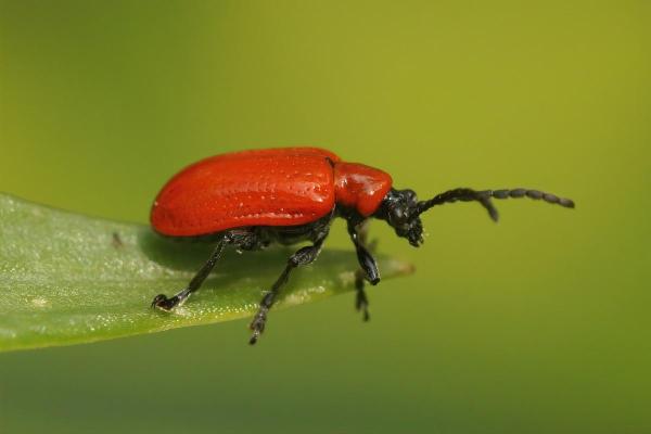 Insetos que parecem joaninha - Lilioceris lilii