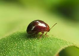 Insetos que parecem joaninha - Ootheca mutabilis