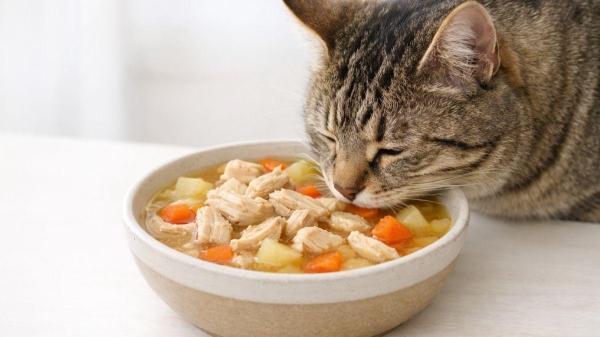 Como evitar a gripe felina? - Como aumentar a imunidade de um gato