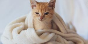 Como evitar a gripe felina?