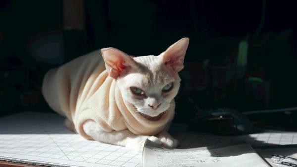 Como evitar a gripe felina? - Controlar a temperatura da casa ajuda a evitar a gripe felina