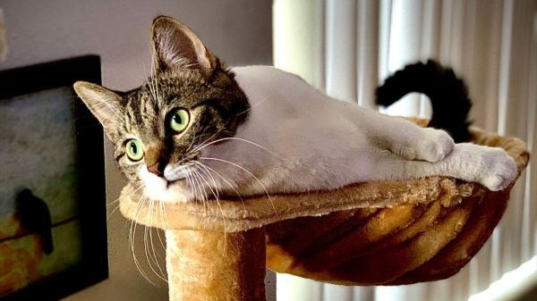 Como evitar a gripe felina? - Dicas práticas para manter o gato aquecido