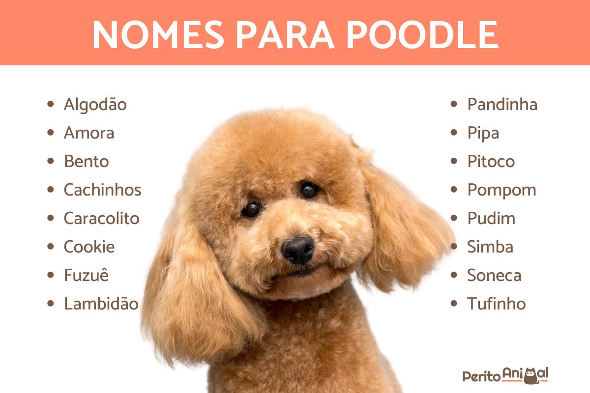 Nomes para cachorro poodle
