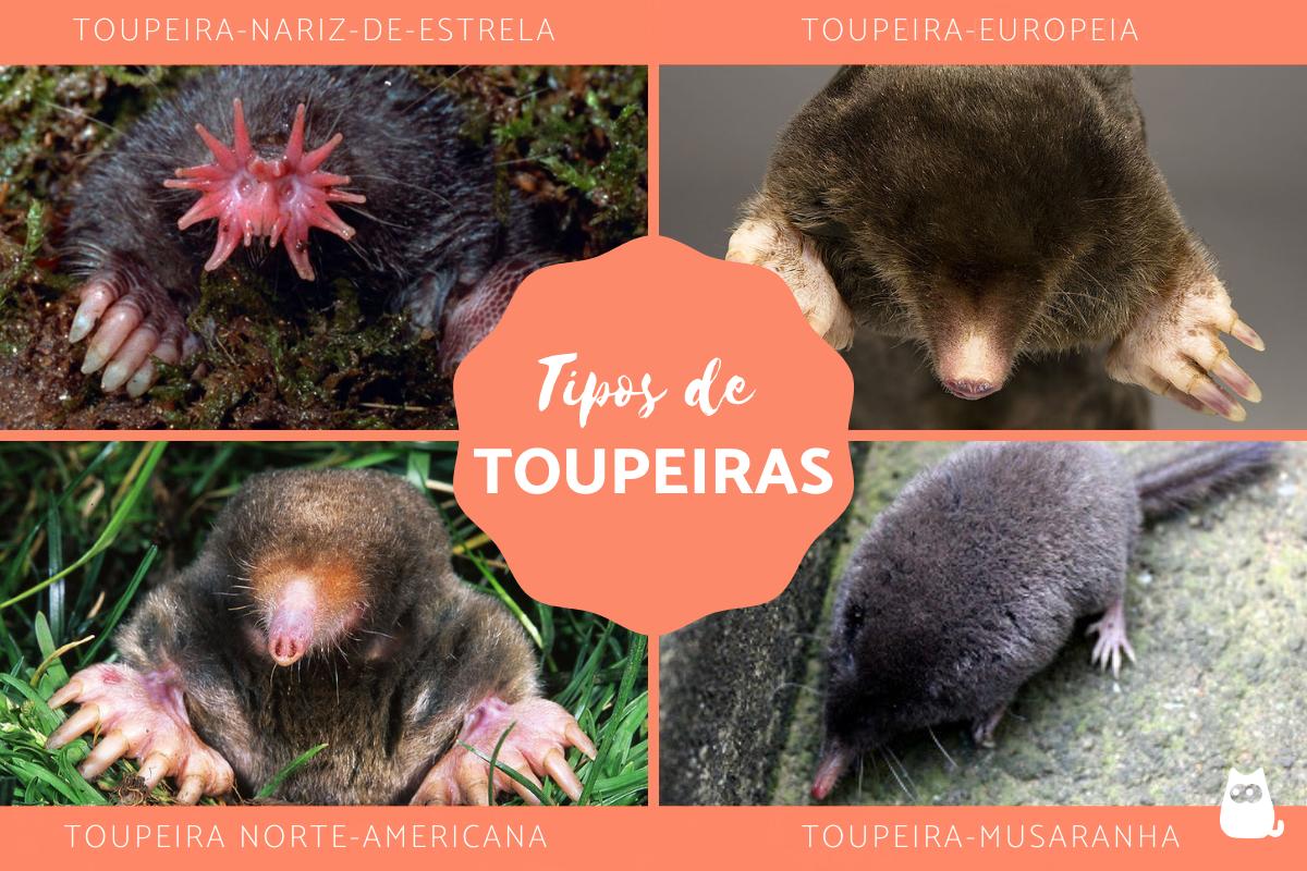 Tipos de toupeiras - Características, fotos e exemplos
