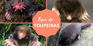 Tipos de toupeiras - Características, fotos e exemplos