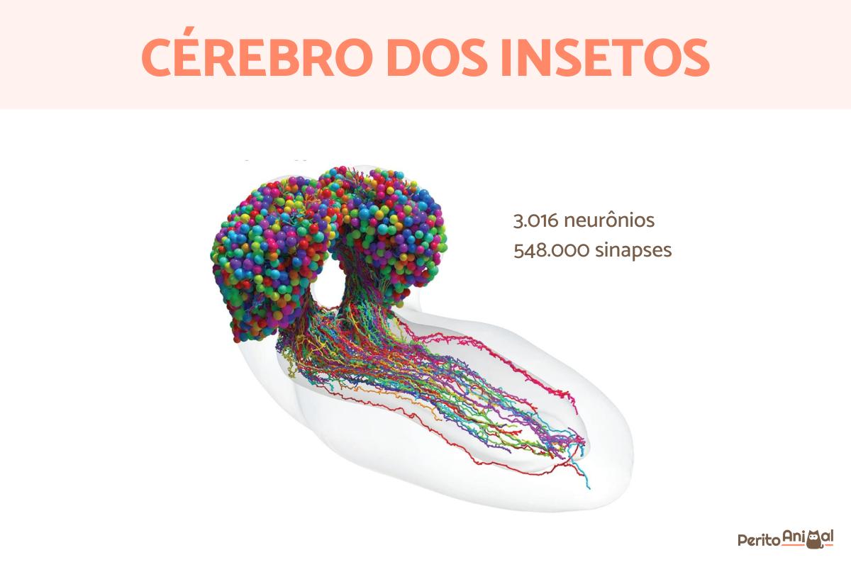 Insetos têm cérebro?