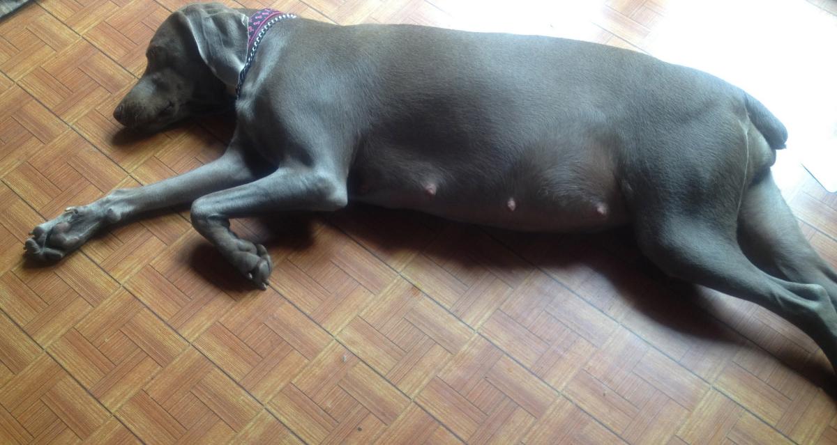 Quanto tempo demora o parto de uma cadela?