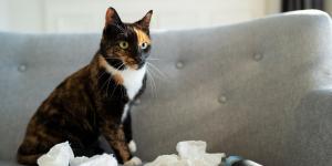 Bronquite em gatos - Sintomas, tratamento e prevenção