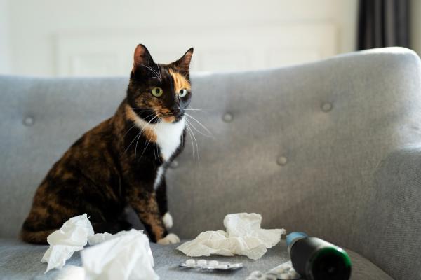 Bronquite em gatos - Sintomas, tratamento e prevenção