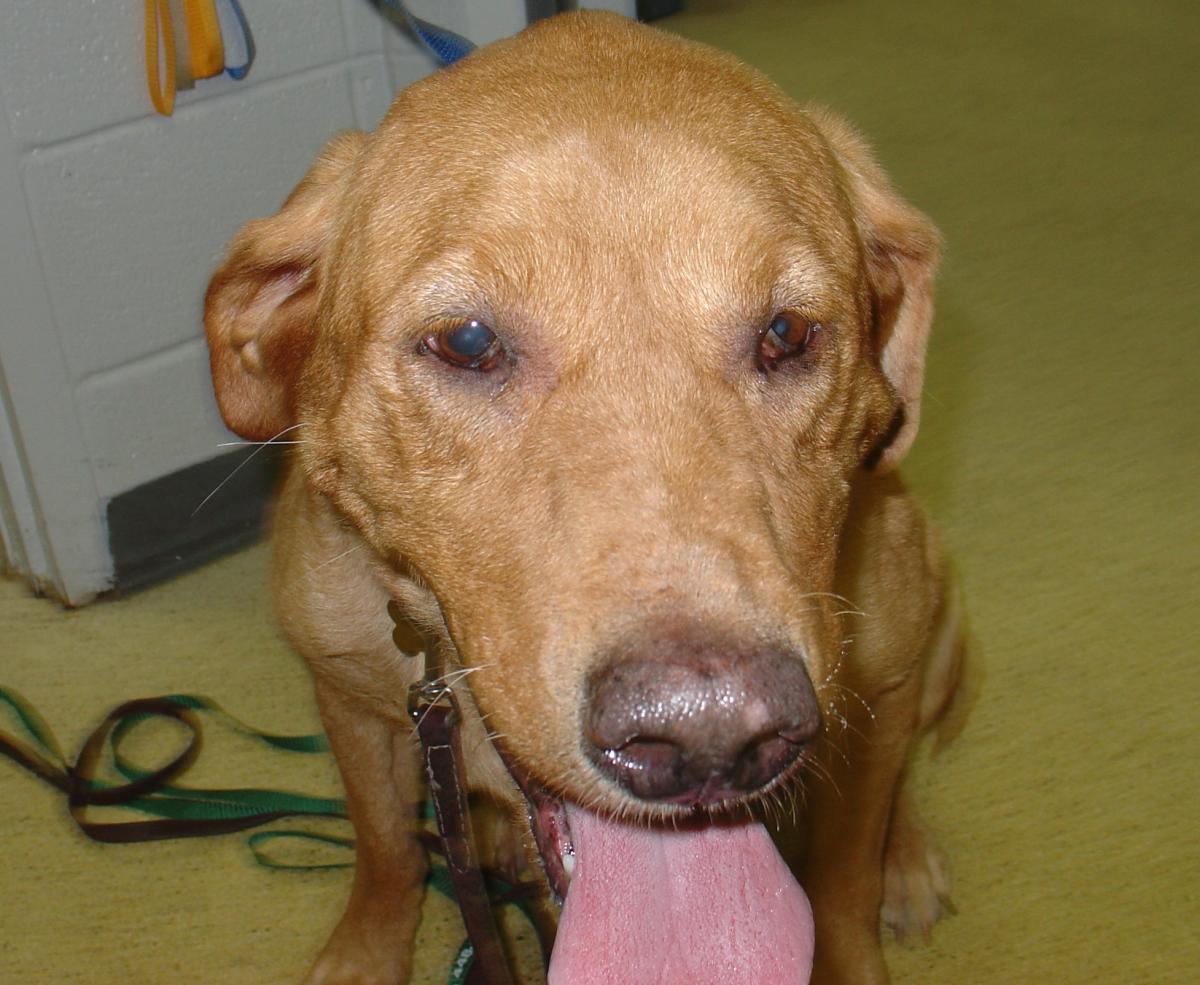 Síndrome de Horner em cães: sintomas e tratamento