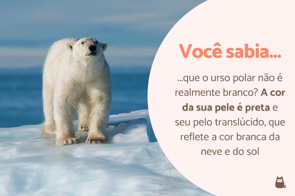 Curiosidades sobre o urso polar