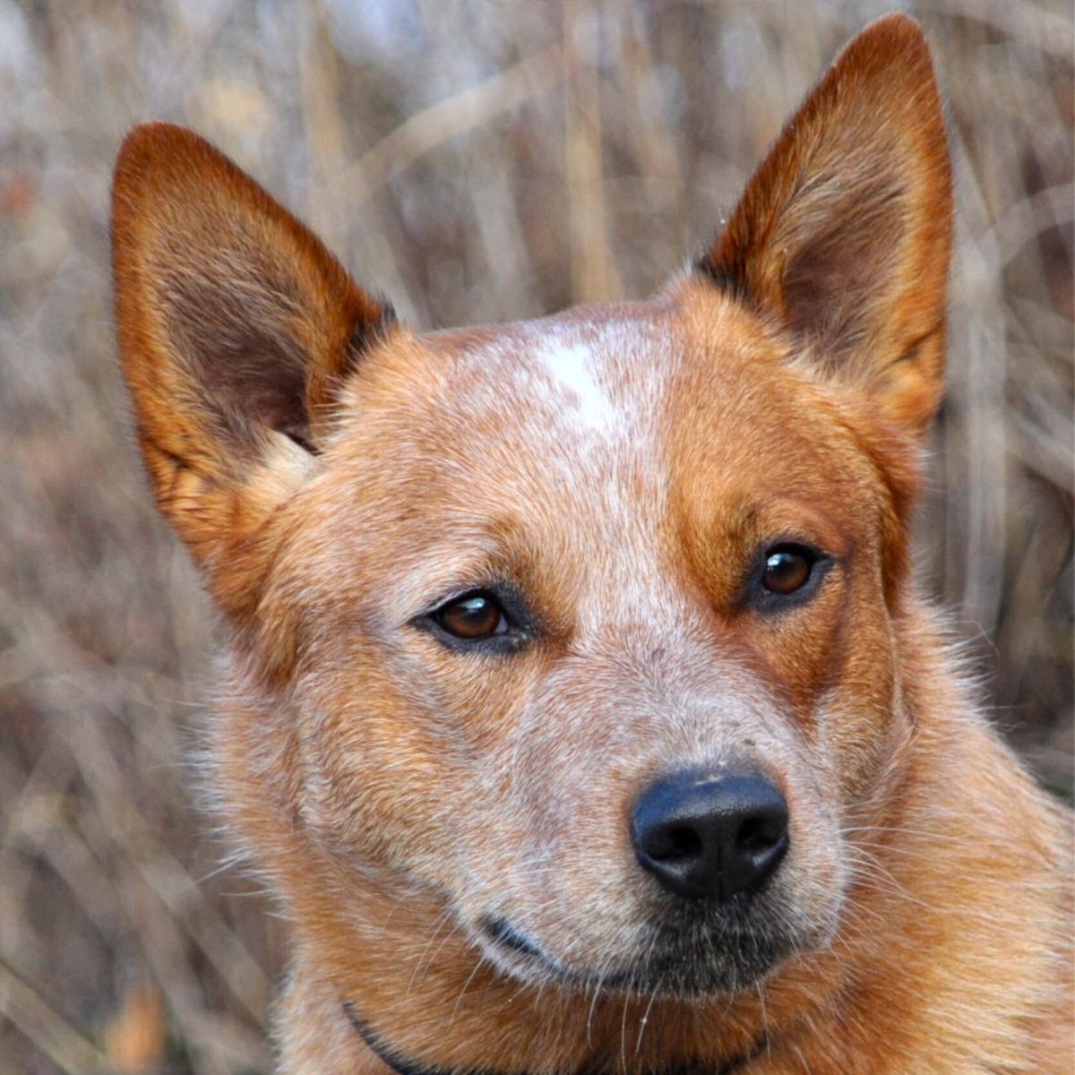 Gastroenterite canina - Causas e tratamento