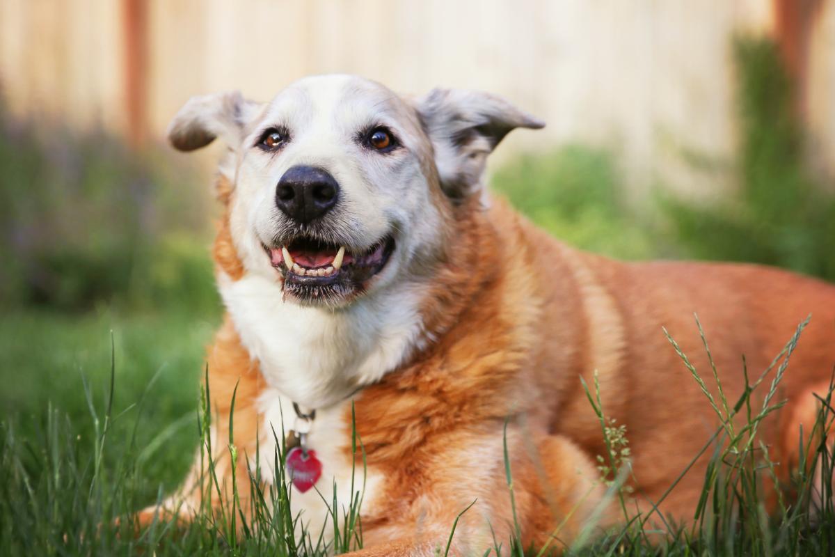 Respiração ofegante em cães idosos
