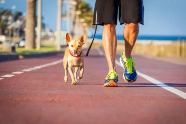 Truques para o cachorro não urinar dentro de casa - 2. Aumente a qualidade e frequência dos passeios