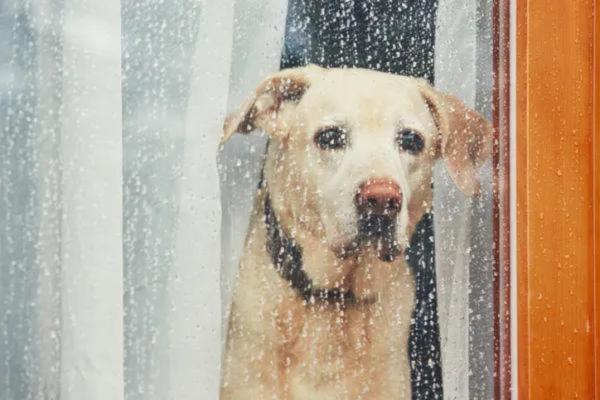 Truques para o cachorro não urinar dentro de casa - 4. Reduza o nível de estresse